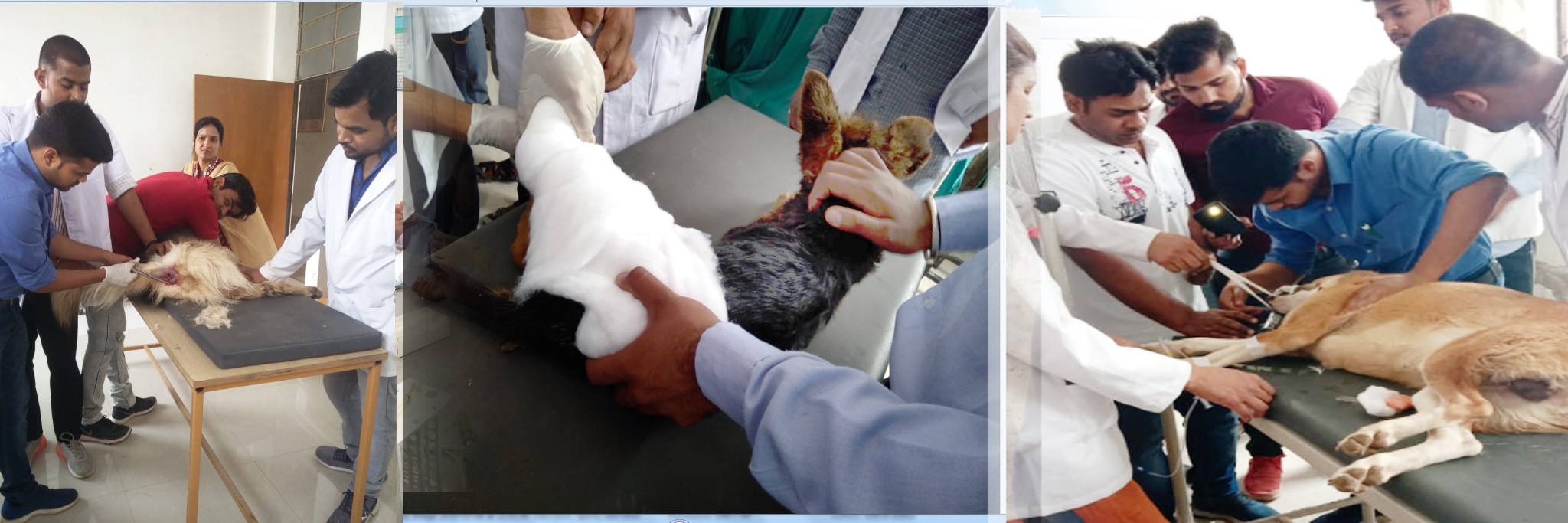 Veterinary Surgery & Radiology